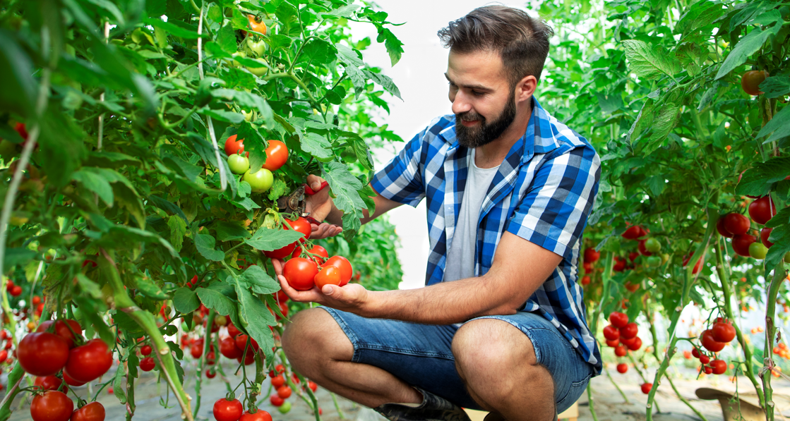 Comment transplanter des plants de tomates