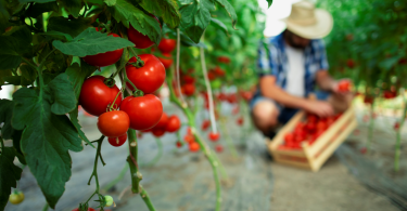 Quand et comment transplanter des plants de tomates