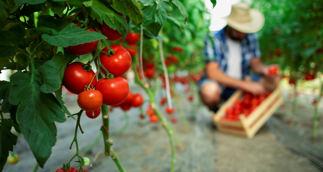 Quand et comment transplanter des plants de tomates