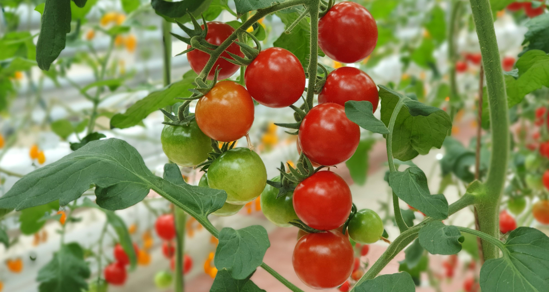 Transplanter des plants de tomates