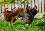 Comment calculer la bonne taille d'enclos extérieur pour ses poules