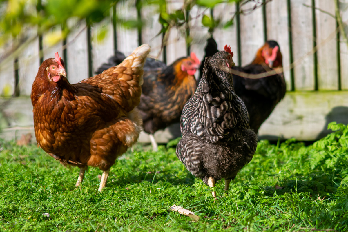 Comment calculer la bonne taille d'enclos extérieur pour ses poules